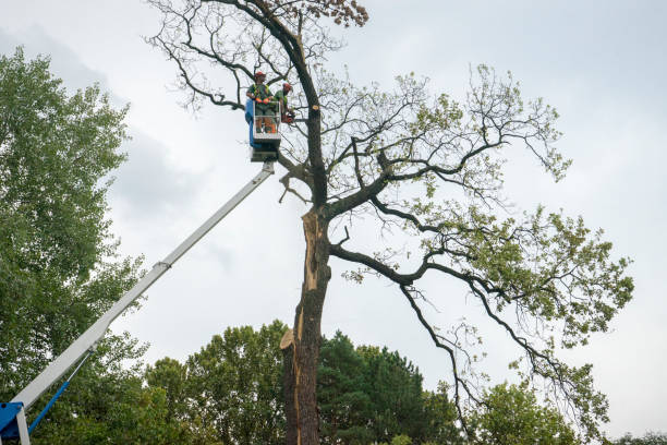 Best Commercial Tree Removal  in USA